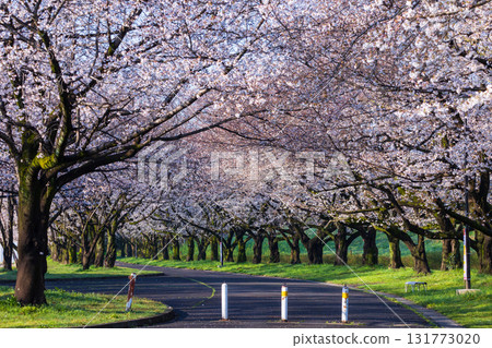 小江戶川越的春天:櫻花名勝“川越水上公園” 小江戶川越的春天:櫻花名勝“川越水上公園” 131773020