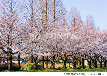 Spring in Koedo Kawagoe: A famous cherry blossom spot, Kawagoe Suijo Park Spring in Koedo Kawagoe: A famous cherry blossom spot, Kawagoe Suijo Park 131773032