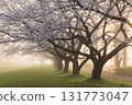 Spring in Koedo Kawagoe: A famous cherry blossom spot, Kawagoe Water Park in the mist 131773047