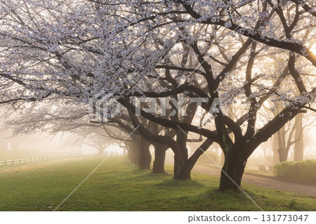 Spring in Koedo Kawagoe: A famous cherry blossom spot, Kawagoe Water Park in the mist 131773047