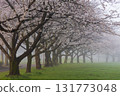 Spring in Koedo Kawagoe: A famous cherry blossom spot, Kawagoe Water Park in the mist 131773048