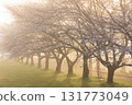 Spring in Koedo Kawagoe: A famous cherry blossom spot, Kawagoe Water Park in the mist 131773049
