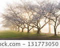 Spring in Koedo Kawagoe: A famous cherry blossom spot, Kawagoe Water Park in the mist 131773050