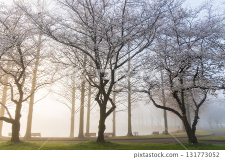 Spring in Koedo Kawagoe: A famous cherry blossom spot, Kawagoe Water Park in the mist 131773052