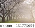 Spring in Koedo Kawagoe: A famous cherry blossom spot, Kawagoe Water Park in the mist 131773054