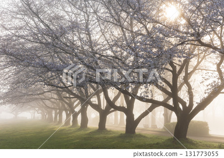 Spring in Koedo Kawagoe: A famous cherry blossom spot, Kawagoe Water Park in the mist 131773055