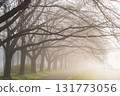 Spring in Koedo Kawagoe: A famous cherry blossom spot, Kawagoe Water Park in the mist 131773056