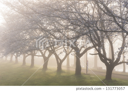 Spring in Koedo Kawagoe: A famous cherry blossom spot, Kawagoe Water Park in the mist 131773057