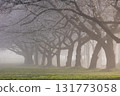 Spring in Koedo Kawagoe: A famous cherry blossom spot, Kawagoe Water Park in the mist 131773058