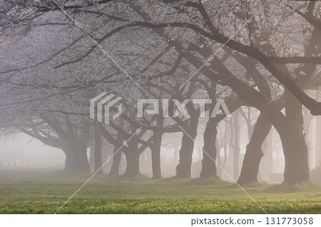 Spring in Koedo Kawagoe: A famous cherry blossom spot, Kawagoe Water Park in the mist 131773058