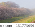 Spring in Koedo Kawagoe: A famous cherry blossom spot, Kawagoe Water Park in the mist 131773059
