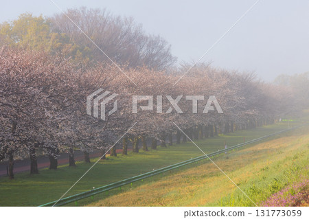Spring in Koedo Kawagoe: A famous cherry blossom spot, Kawagoe Water Park in the mist 131773059