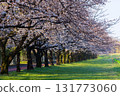 Spring in Koedo Kawagoe: A famous cherry blossom spot, Kawagoe Suijo Park 131773060