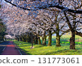 Spring in Koedo Kawagoe: A famous cherry blossom spot, Kawagoe Suijo Park 131773061