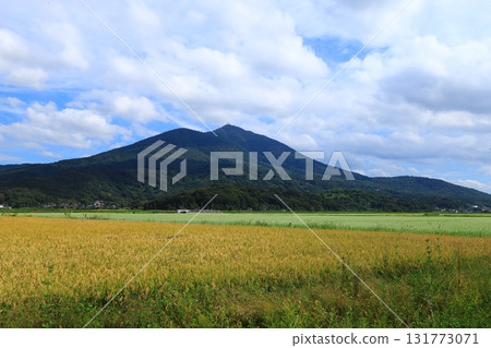 A collaboration of rice ears and buckwheat fields with Mount Tsukuba in the background A collaboration of rice ears and buckwheat fields with Mount Tsukuba in the background 131773071