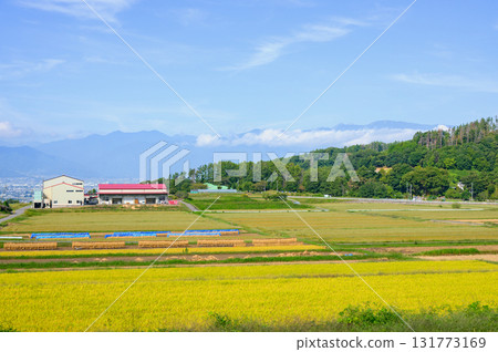 Rice racks and golden rice paddies [Nakayama, Matsumoto City] 131773169