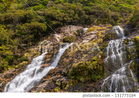 Graceful flow of Okawa Falls, one of Japan's top 100 waterfalls, Yakushima National Park (spring) 131773184