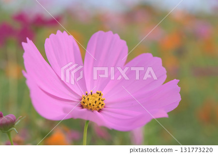 秋日陽光下盛開的粉紅波斯菊 秋日陽光下盛開的粉紅波斯菊 131773220