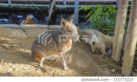 八景島海島樂園：沐浴在陽光下的斑鰩 131773225