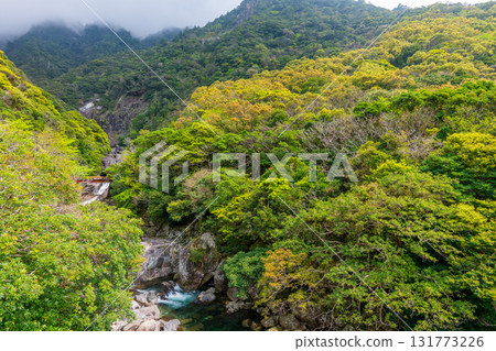 Fresh green leaves shine brightly at Sekiri River, Yakushima, a World Natural Heritage Site 131773226
