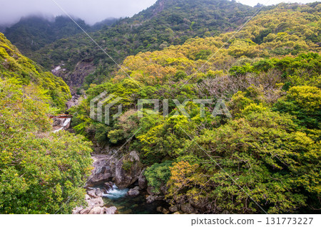 世界自然遺產屋久島關切川，新綠色閃耀 131773227