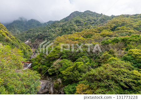 世界自然遺產屋久島關切川，新綠色閃耀 131773228