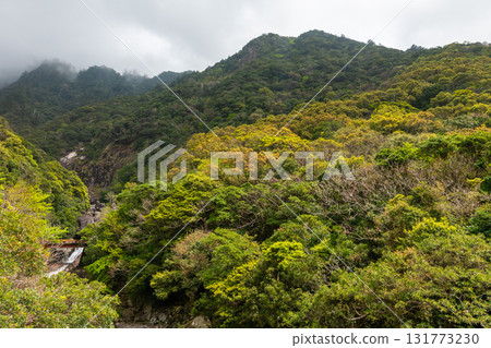Fresh green leaves shine brightly at Sekiri River, Yakushima, a World Natural Heritage Site Fresh green leaves shine brightly at Sekiri River, Yakushima, a World Natural Heritage Site 131773230
