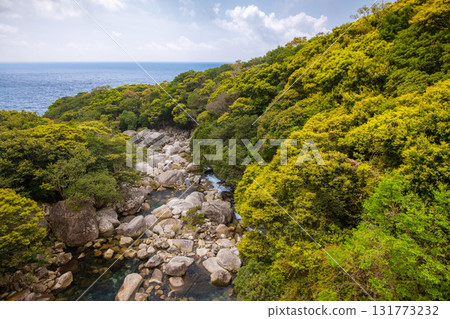 Fresh green leaves shine brightly at Sekiri River, Yakushima, a World Natural Heritage Site 131773232