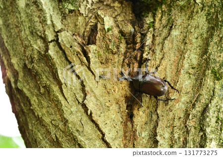 Beetle Beetle 131773275