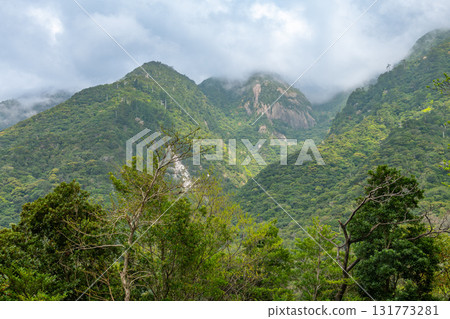 世界自然遺產屋久島的險峻山巒上,新綠閃耀(春季) 世界自然遺產屋久島的險峻山巒上,新綠閃耀(春季) 131773281