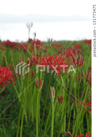 Red spider lilies blooming on the shores of Lake Biwa 131773475