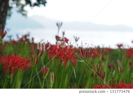 Cluster amaryllis on the shores of Lake Biwa after the rain Cluster amaryllis on the shores of Lake Biwa after the rain 131773476