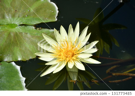 Tropical water lily Tropical water lily 131773485