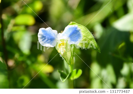 亞洲鴨跖草(雙色花型) 亞洲鴨跖草(雙色花型) 131773487