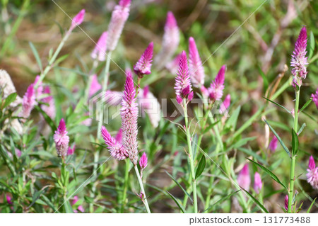 Silver cock's comb 131773488