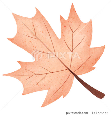 autumn leaf of maple tree isolated on white autumn leaf of maple tree isolated on white 131773546