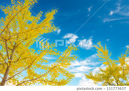 Autumn sky and ginkgo tree with colored leaves Autumn sky and ginkgo tree with colored leaves 131773637
