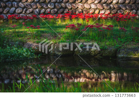 Sunlight filtering through the trees and cluster amaryllis [Azumino] 131773663