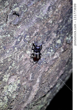 Saw toothbrush 131773699