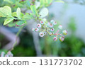 藍莓果實 藍莓果實 131773702