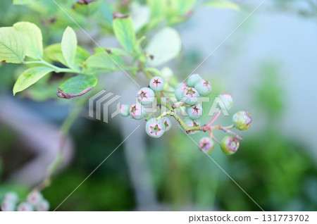 Blueberry fruit 131773702