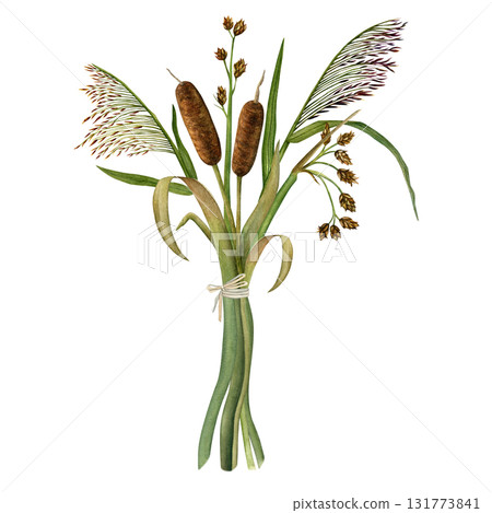 Bouquet of cattails, reeds, and rushes. Hand-drawn watercolor illustration. Isolated on a white background 131773841