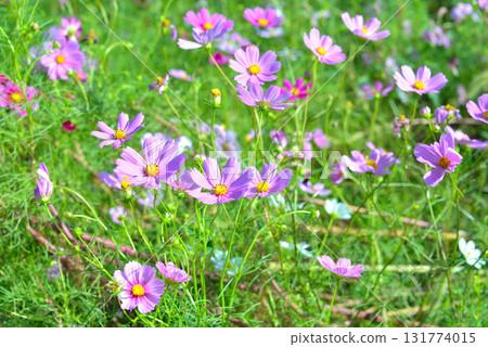 我去了大波斯菊花園… 131774015