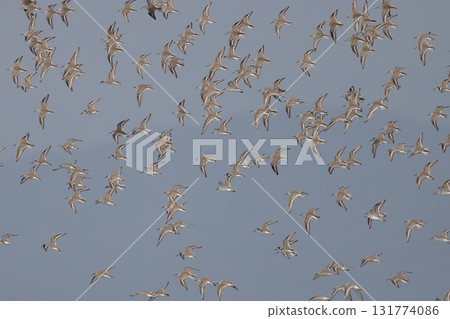Hersh fly flying in a swarm 131774086