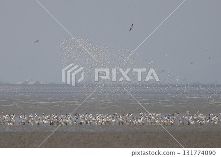 一大群黑腹濱鷸在狂野地跳舞 131774090