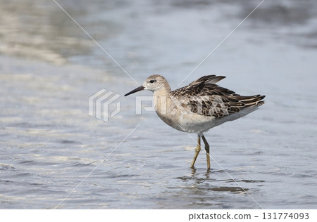 Erimaxi's Young Bird Erimaxi's Young Bird 131774093