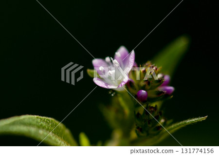 Mizo soba on the Shinano river and Yasuragi embankment Mizo soba on the Shinano river and Yasuragi embankment 131774156