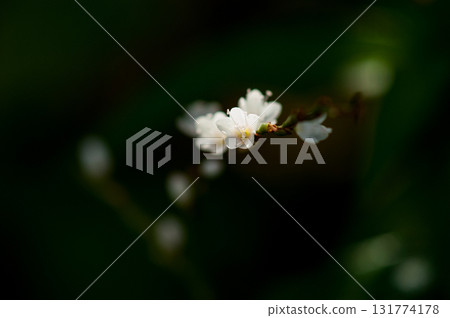 信濃川安良木堤上的白花櫻花館 信濃川安良木堤上的白花櫻花館 131774178