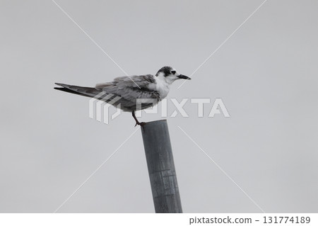 A young white-winged black tern perched on a post 131774189