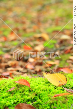 Autumn leaves 131774279